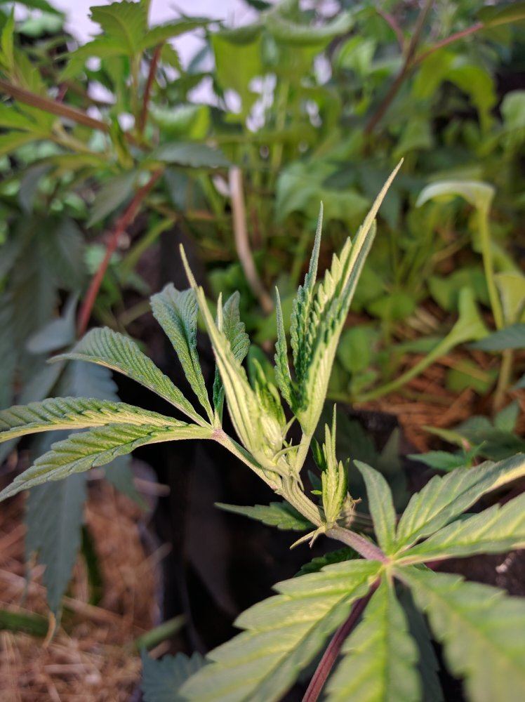 707 scrog grow with blackdog