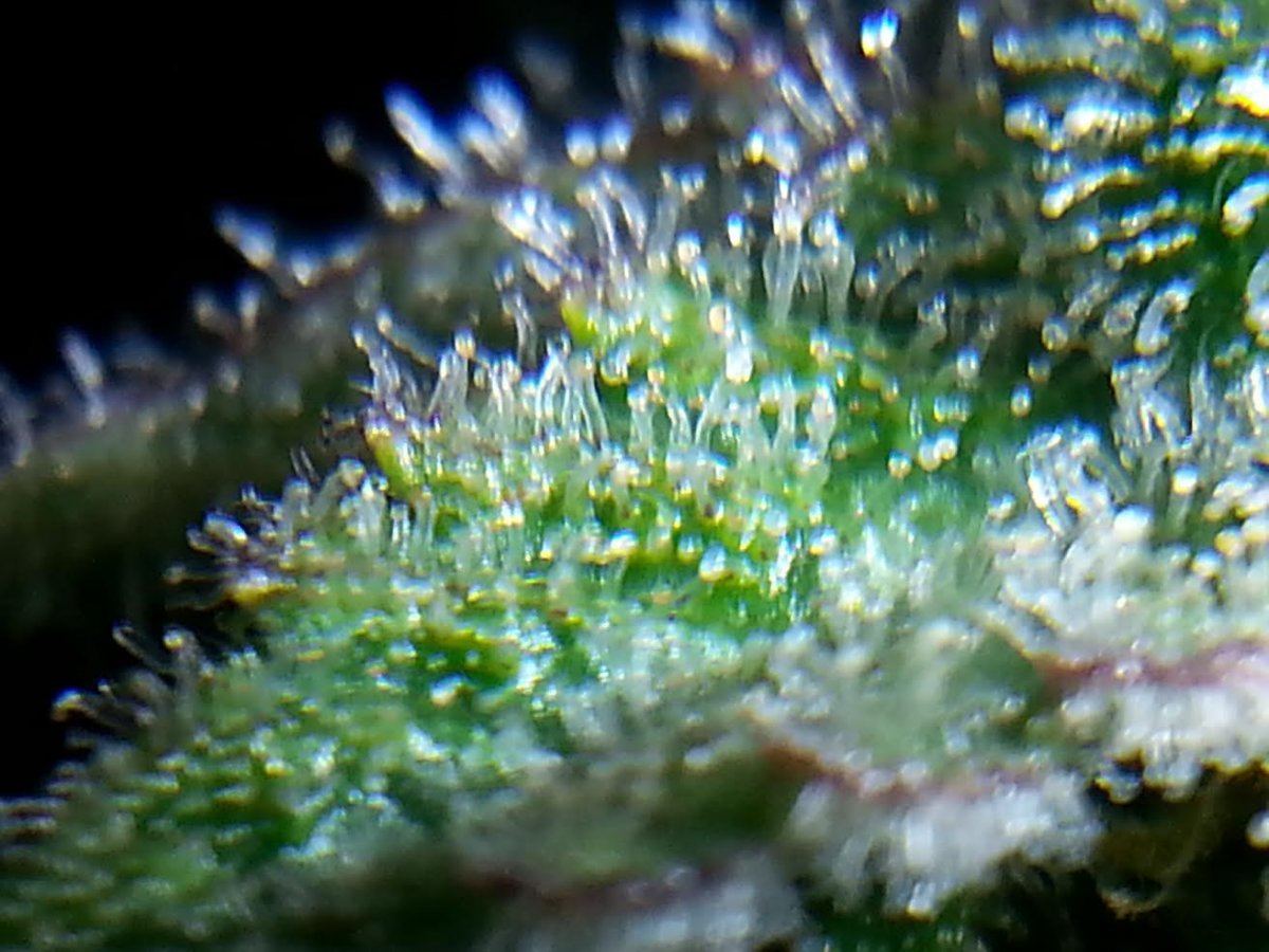 70day
