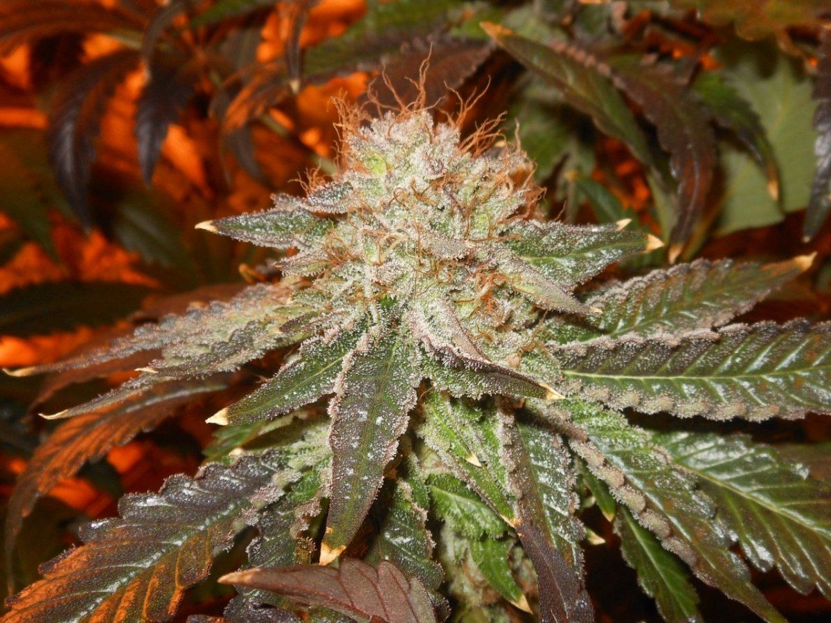 710