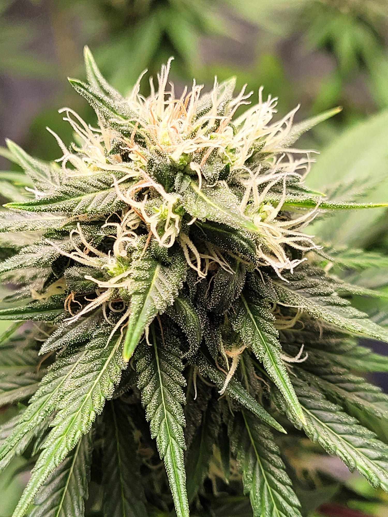 710closeup
