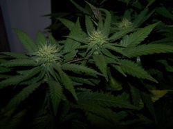 7122Urkle Nug 5 thumb