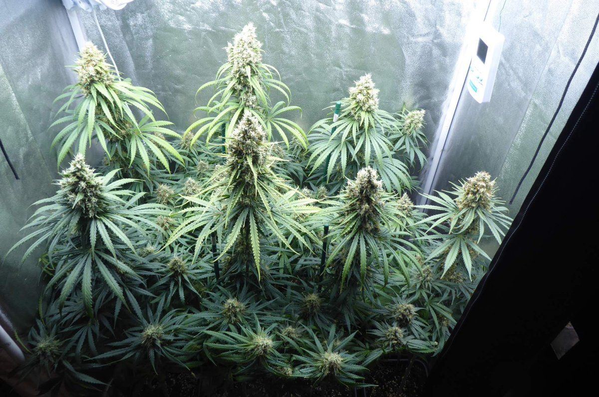 7287173 black jack cbd
