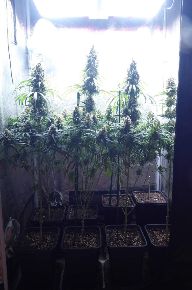 7308792 black jack cbd