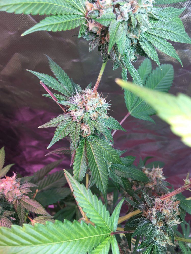 741861AD DE87 4009 A398 1CDEDA9866C8