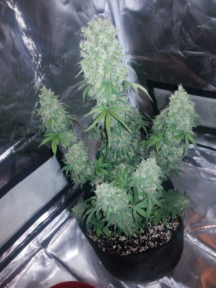 75day