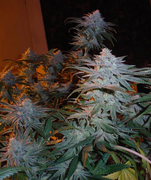 77 Maui f6 2