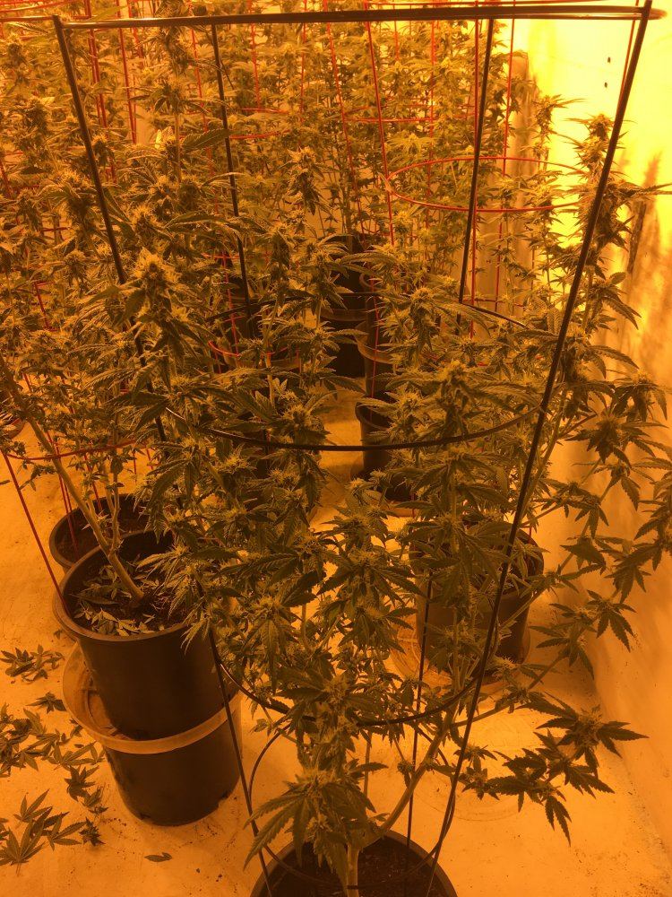 7850A3D3 F371 4B34 B433 6BF2E78F6288