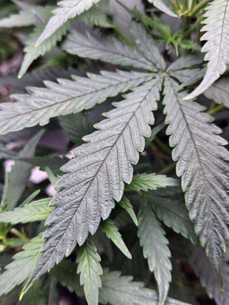 79flleaf