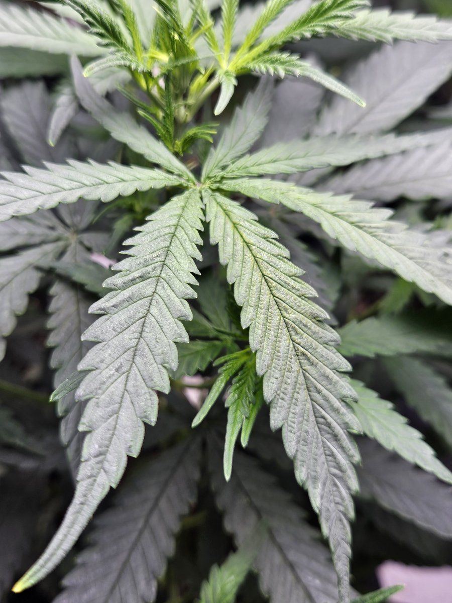 79flleaf2