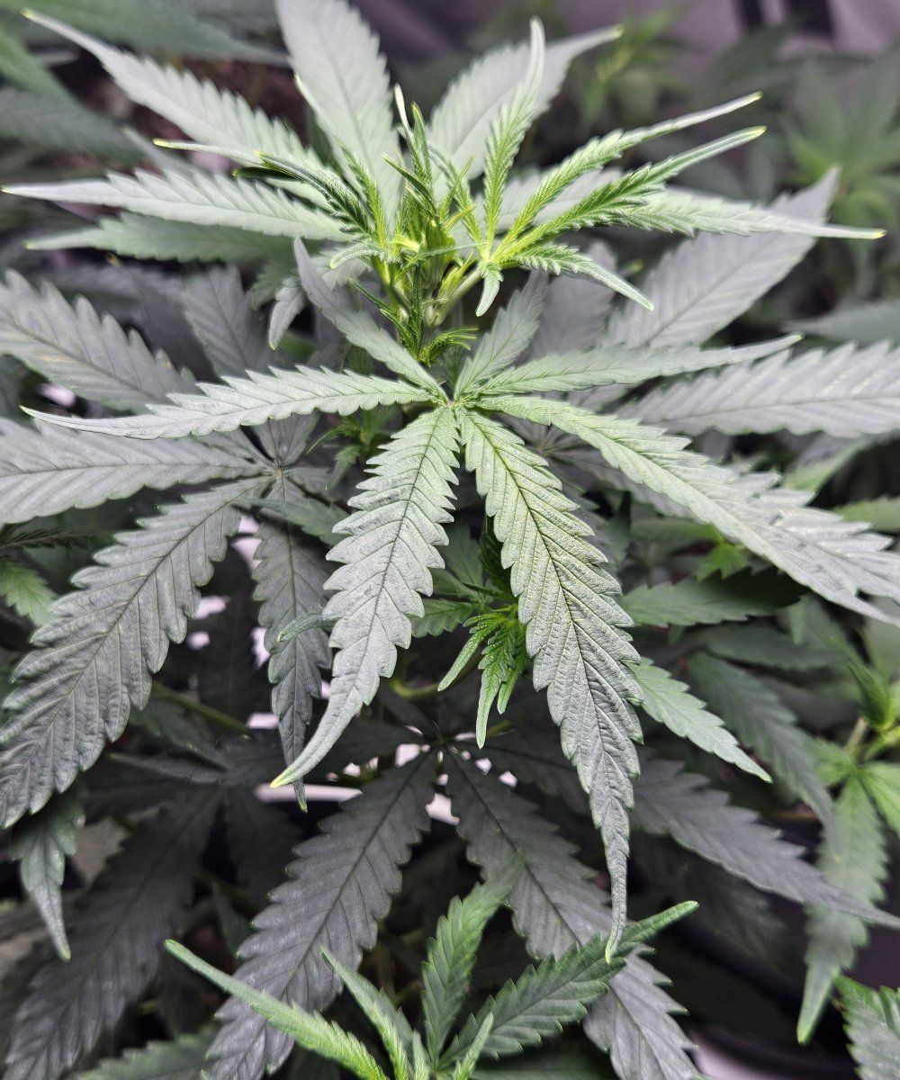 79flleaf3