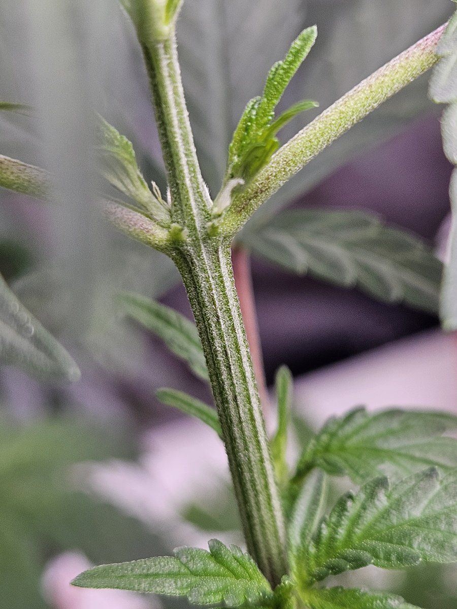 79pistil