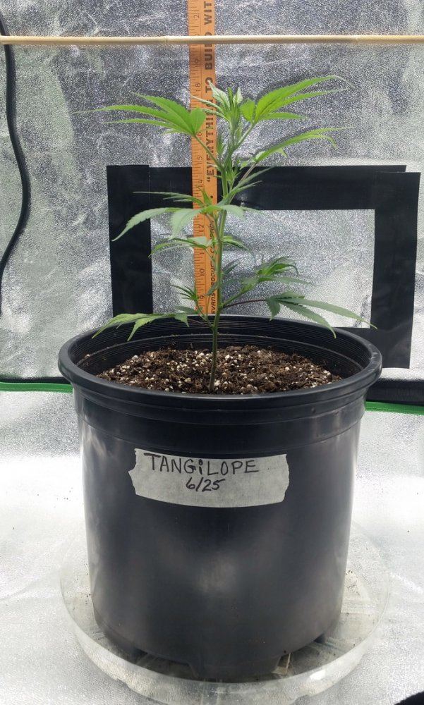 7 02 19 Tangilope 02