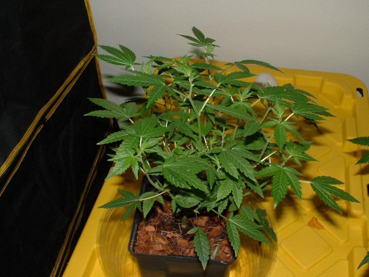 7a