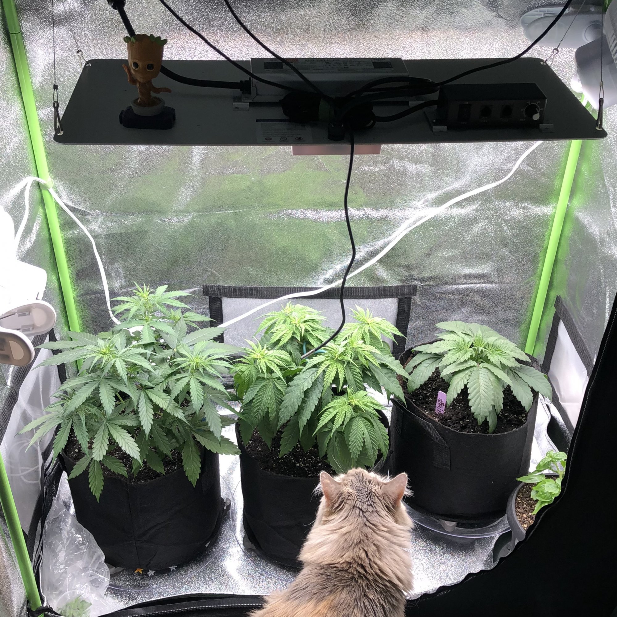 www.thcfarmer.com