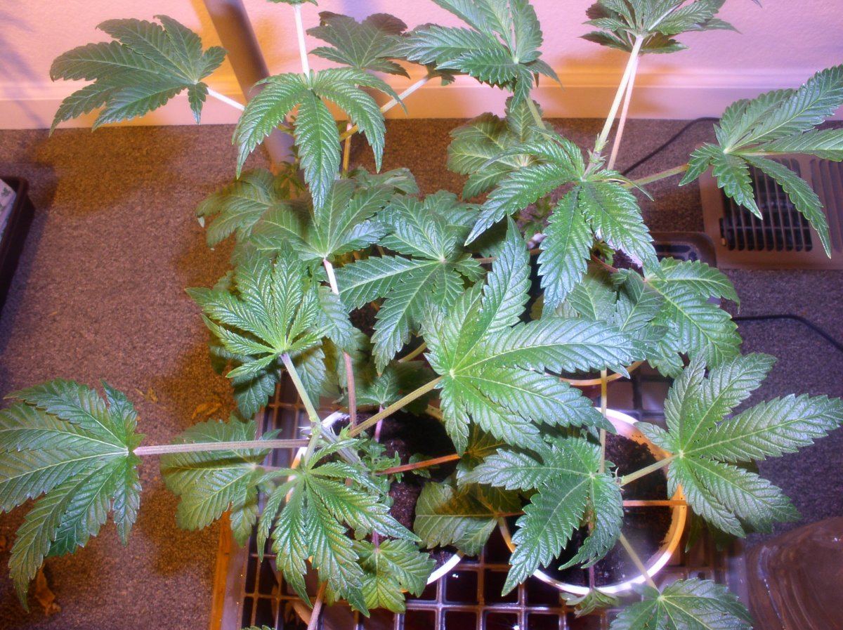 7b