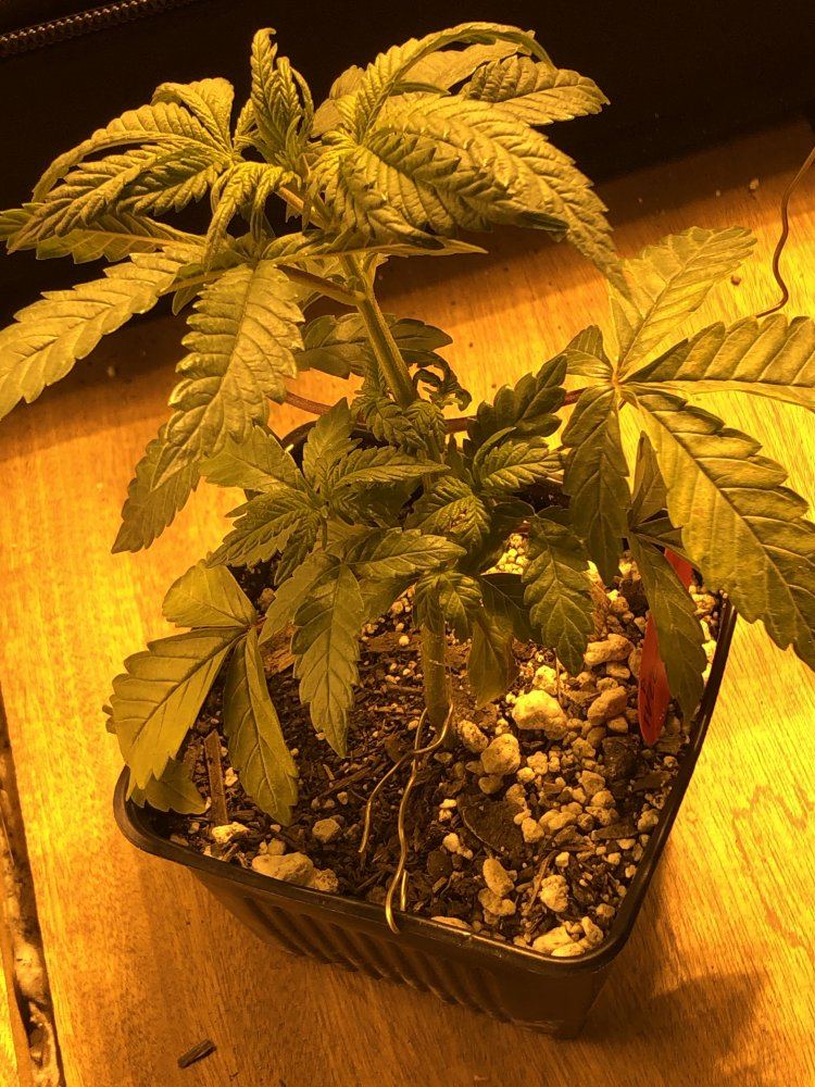 7BCFC410 06E4 44E0 A316 D0A1DE380523