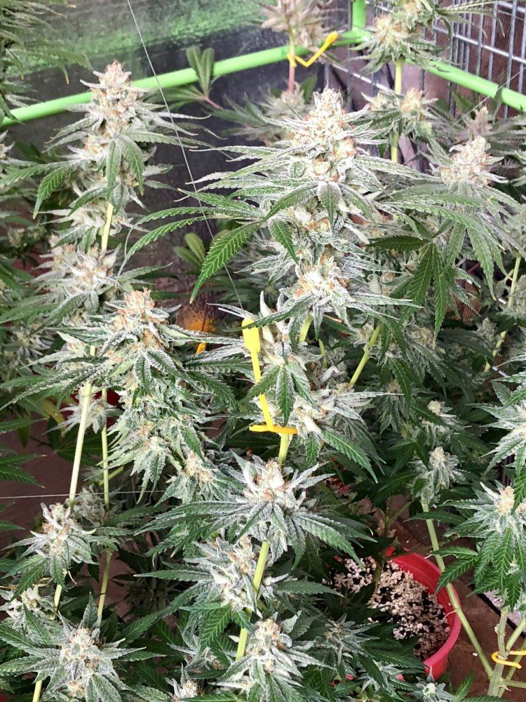 7BF2F1BB 7F30 4850 8D28 3BEF6ED8260B