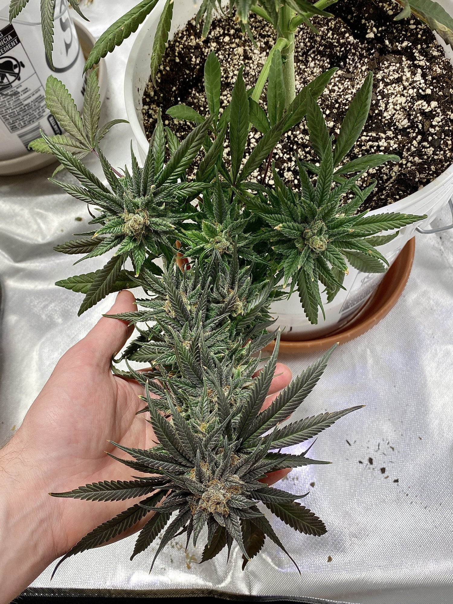 7C76542B E04E 4AA5 803D C143852B610F