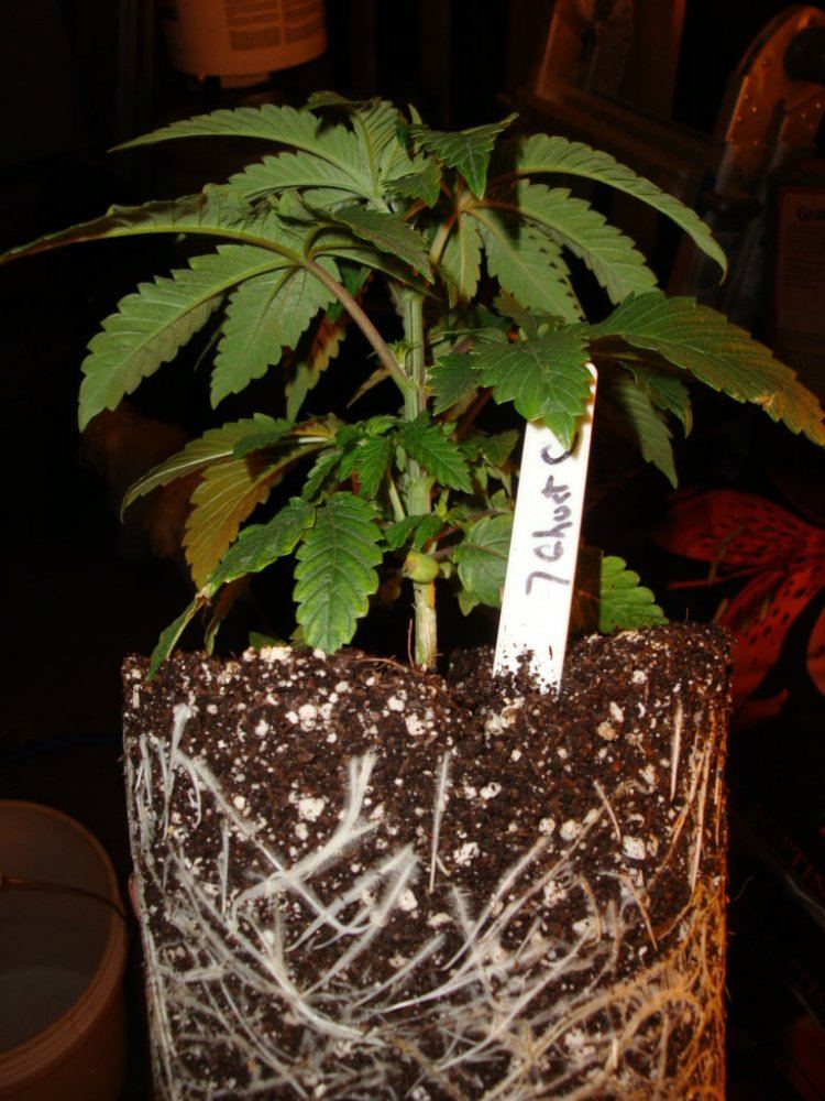 7gc1gal