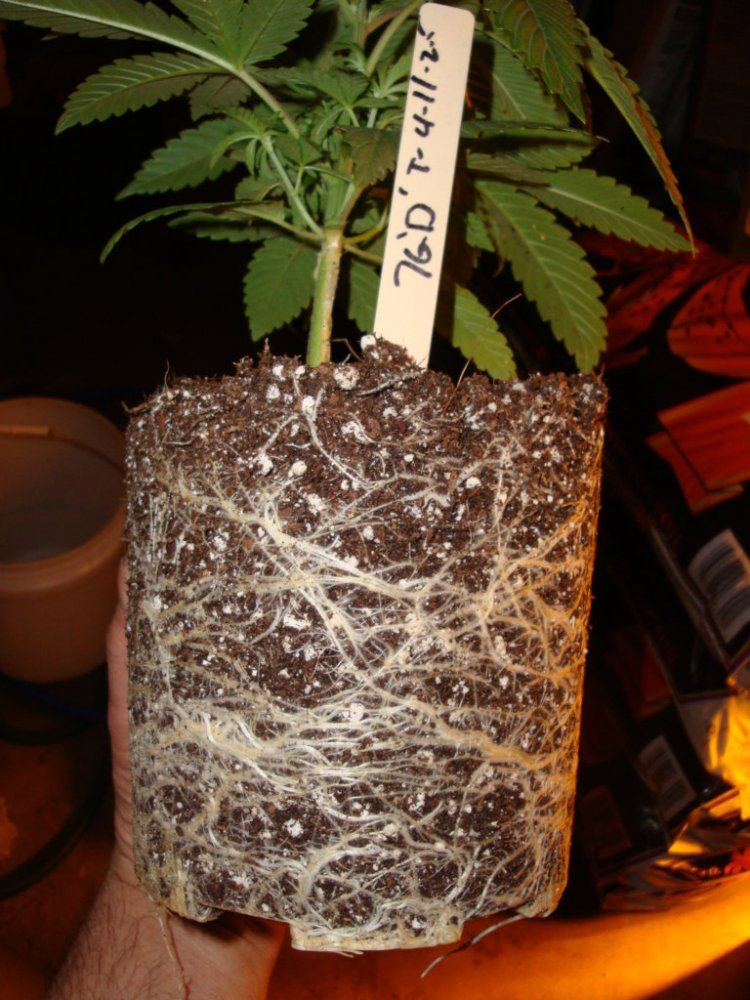 7gdroots