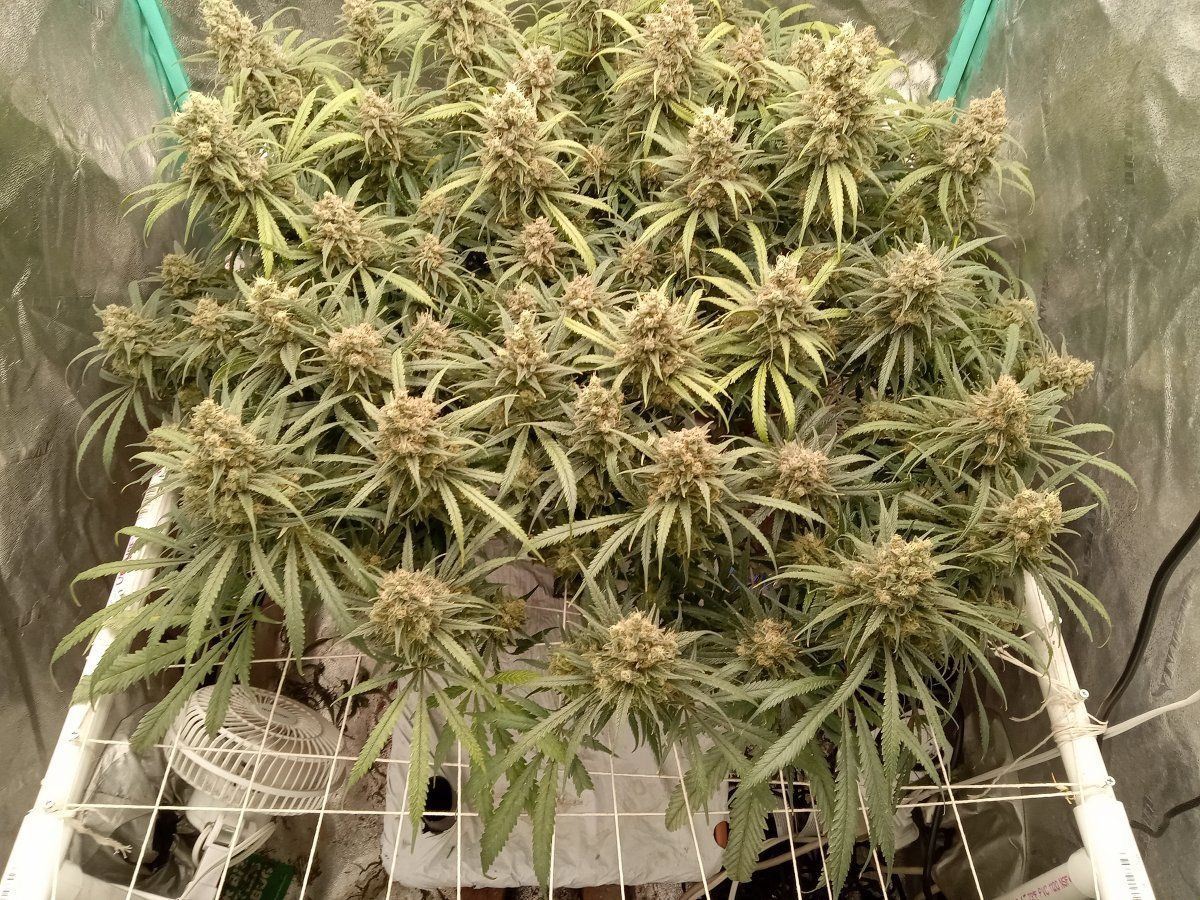 7munkees perpetual organics and earthboxes 3