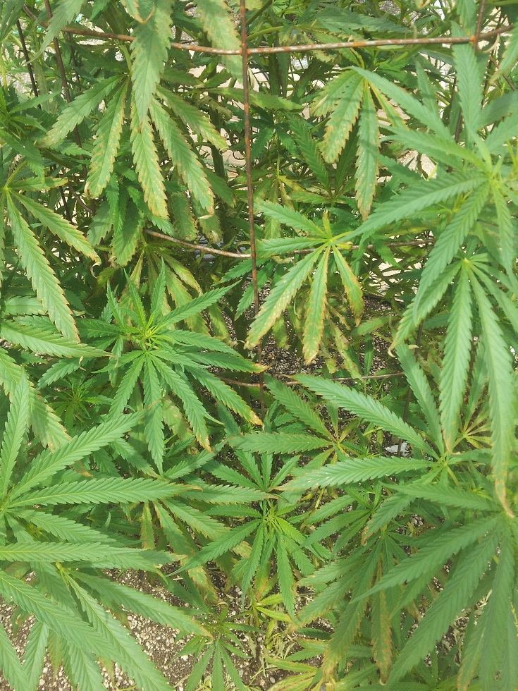 8 11 14 more leaf damage