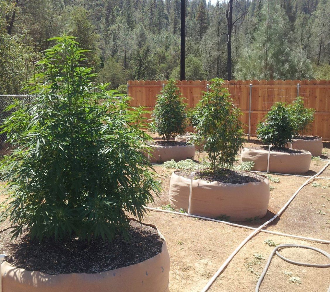 8 12 2014 main garden SE