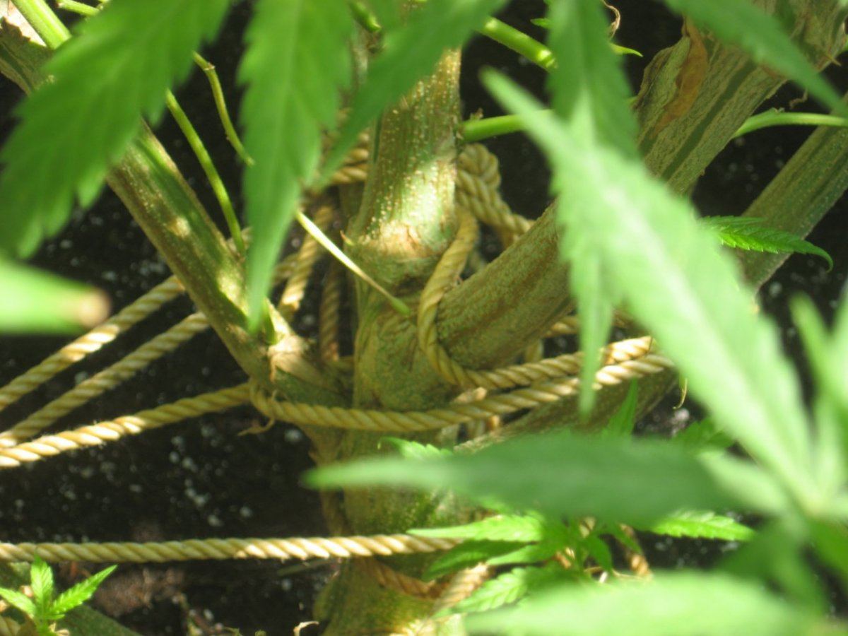 81813mmj 12
