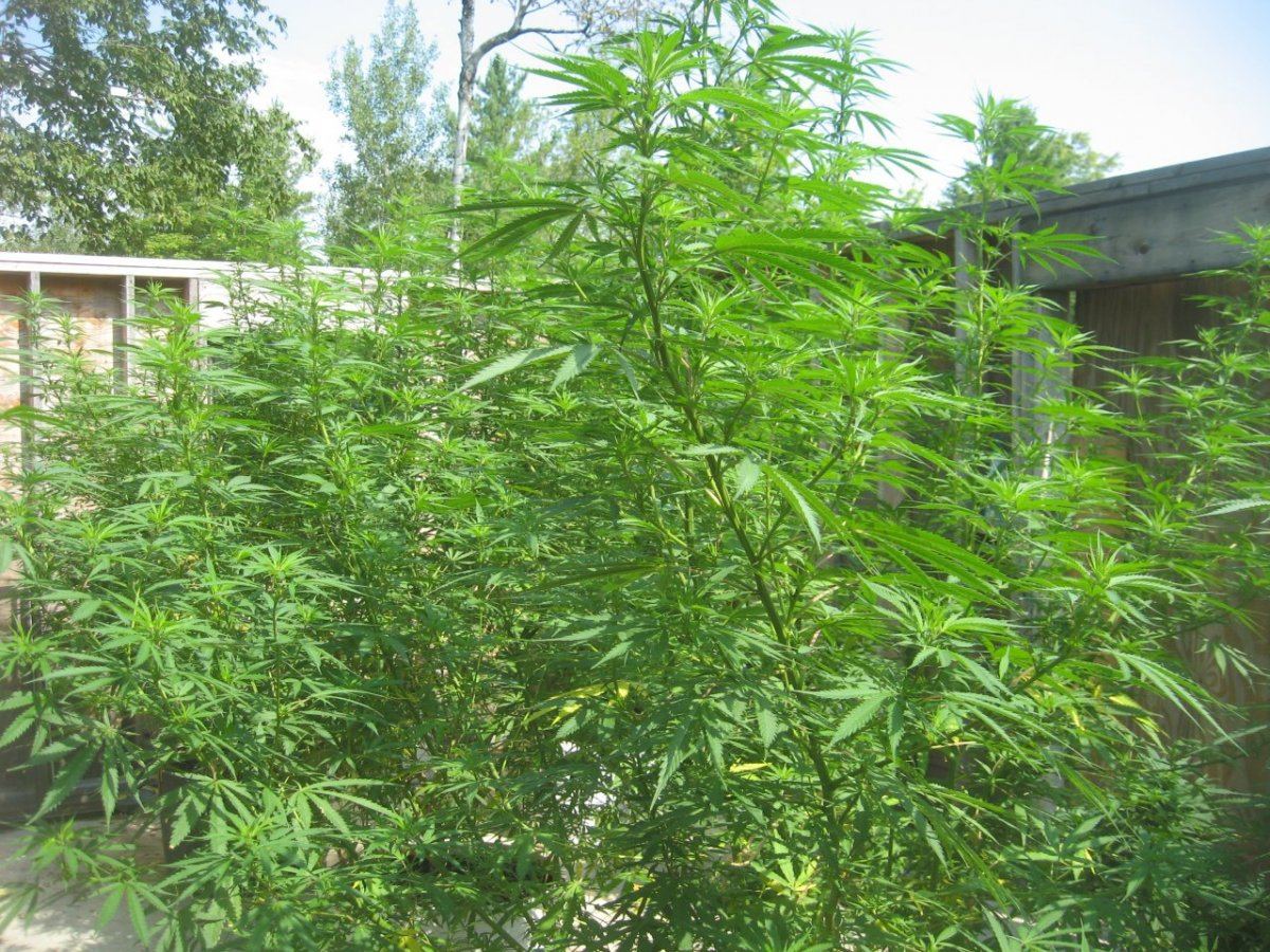 81813mmj 7