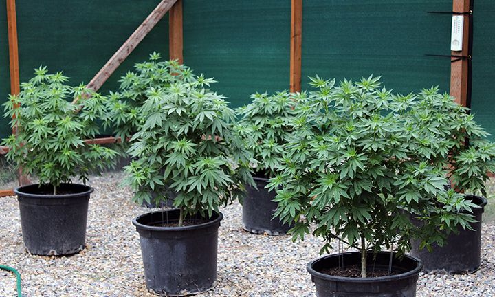 8 18 Garden 02