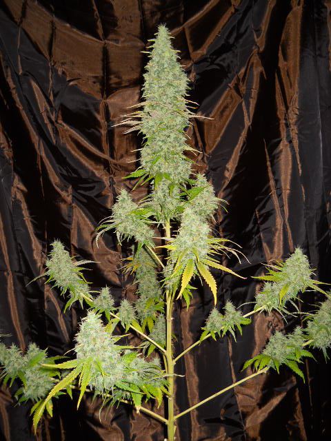 8 26 2011c