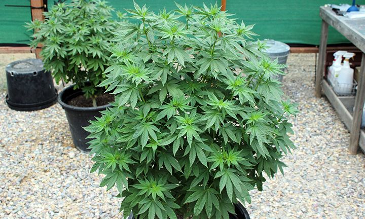 8 28 Garden 02 RF