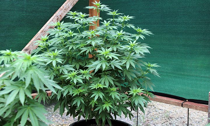 8 28 Garden 03 LB