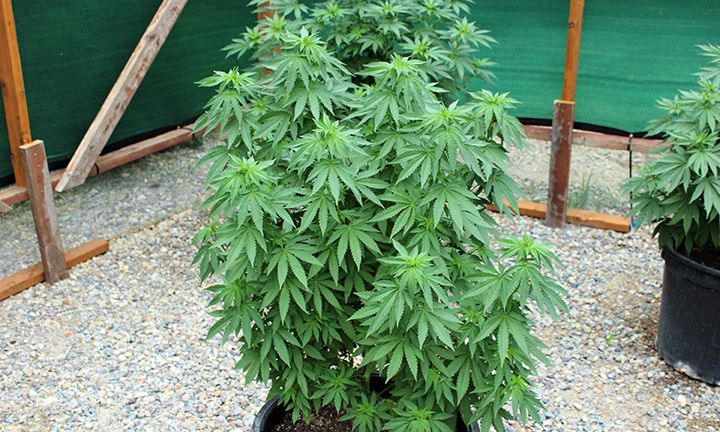 8 28 Garden 03 LF
