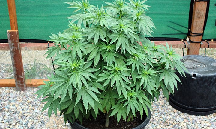 8 28 Garden 04 BM