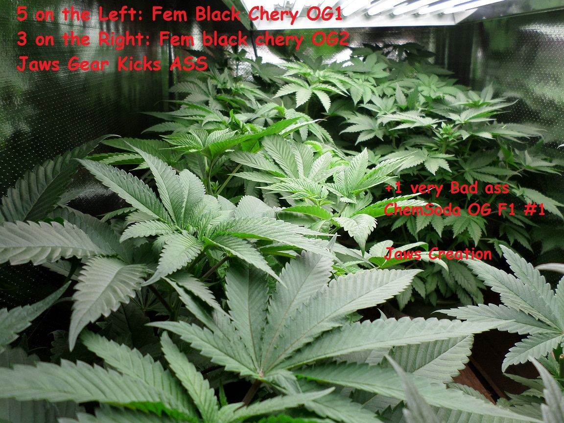 8 31 2014 UD Mt BlackCeryOG2 3
