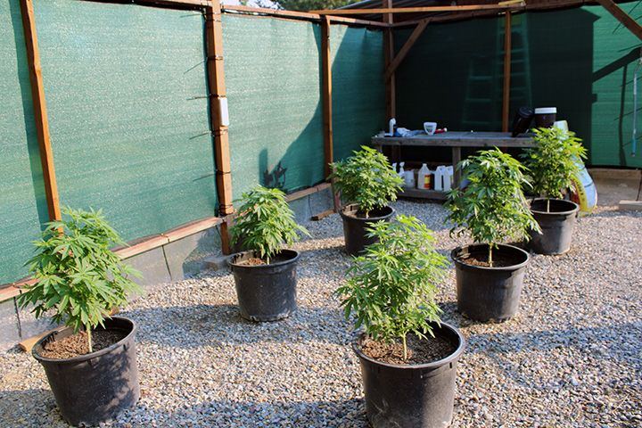8 4 Garden 02
