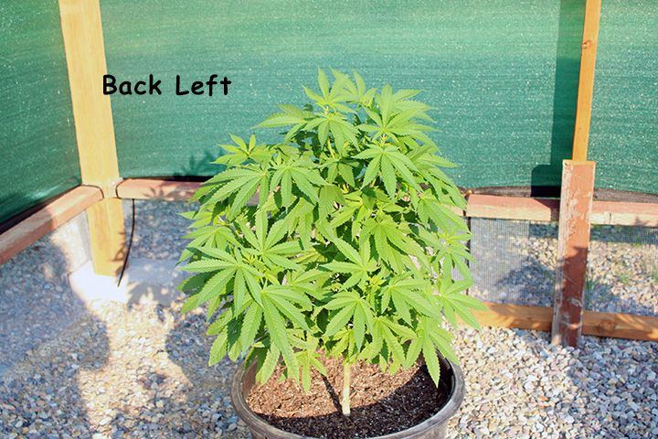8 4 Garden 03