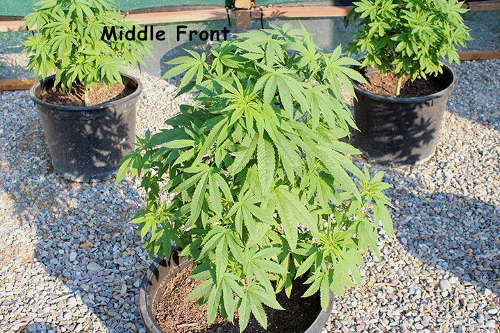 8 4 Garden 04