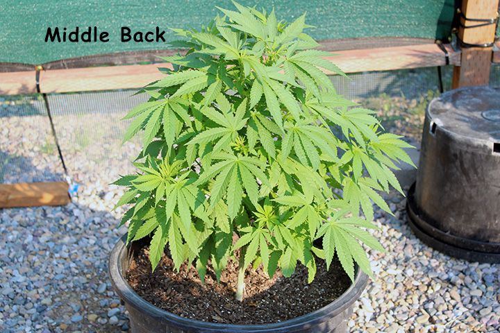 8 4 Garden 05