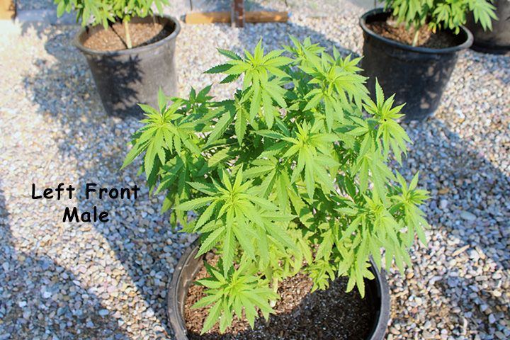8 4 Garden 06