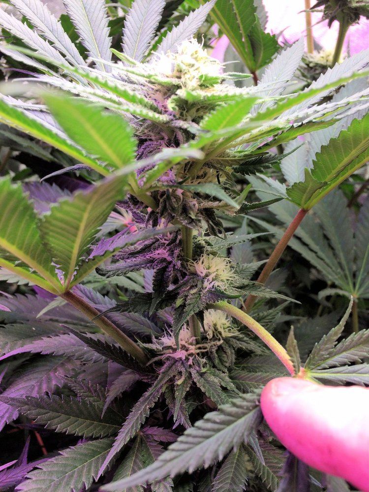 8 8 17 gdp cola