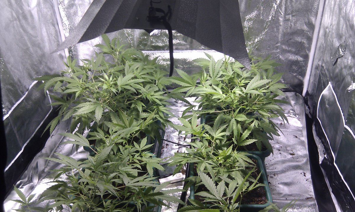 8 cheese in coco using easy2grow  autopot 85lts setup with 1000w hps for flower 3