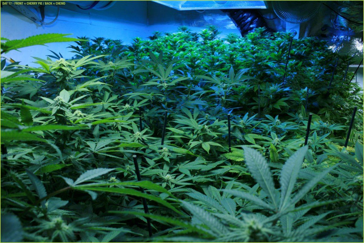8 DAY17