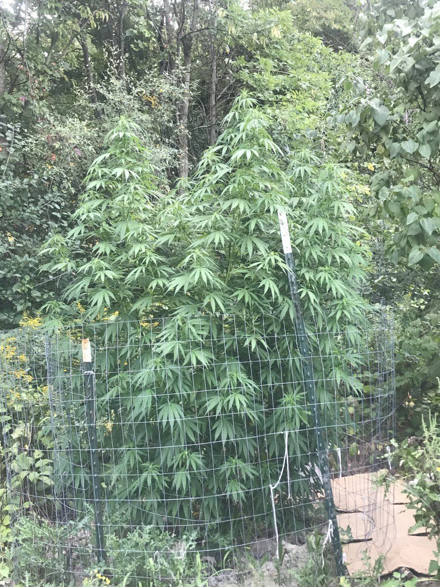 8 ft