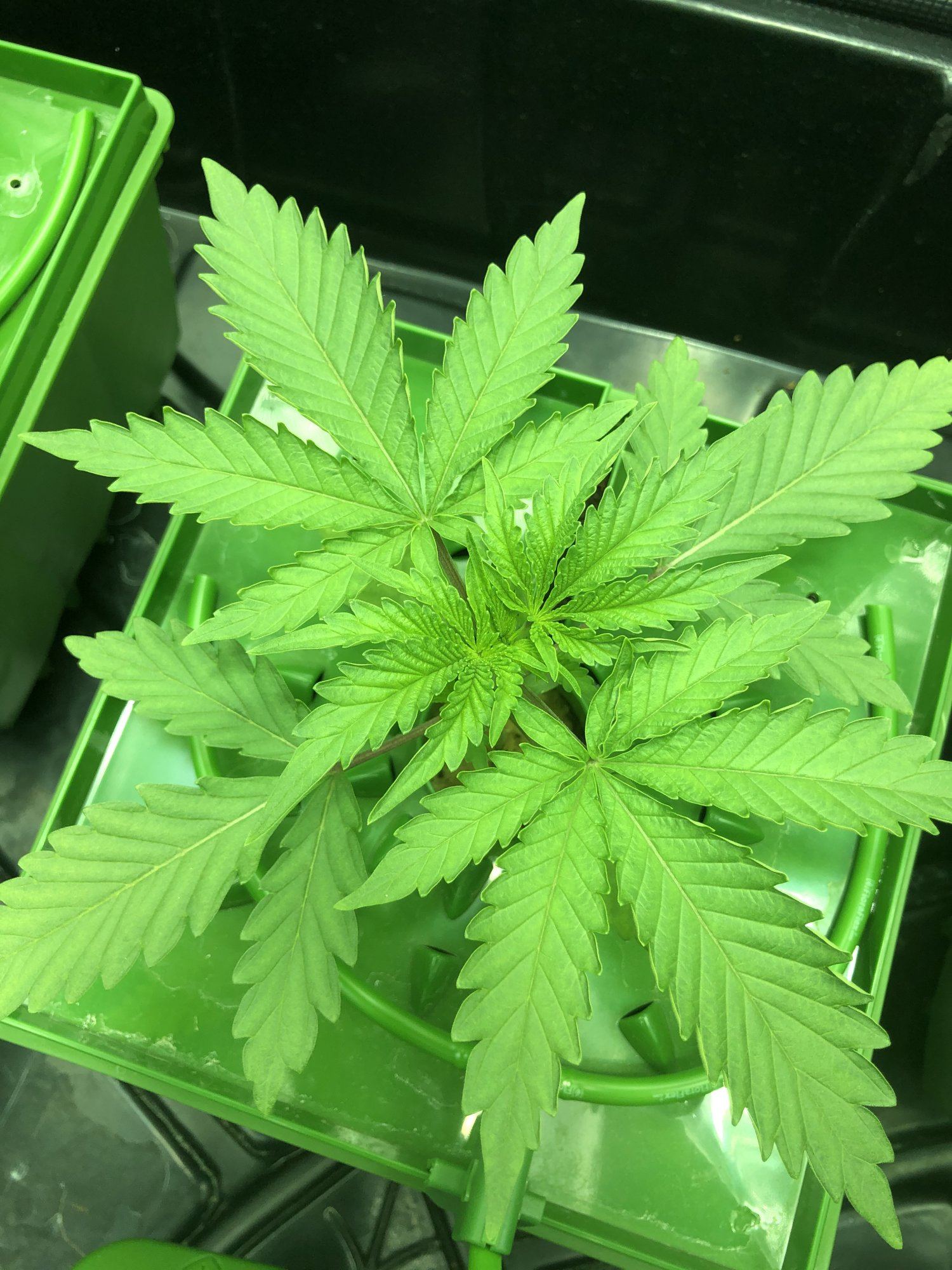 8 iced out plants in a 3x3 7