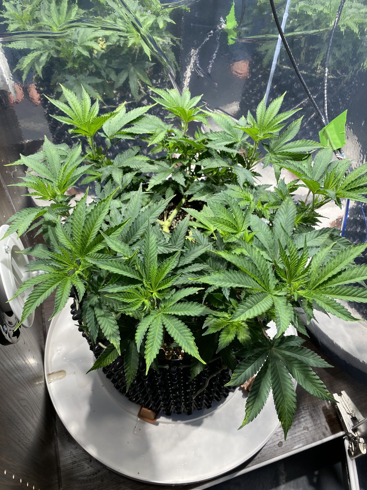 8 manifold   should i trim more foliage or let it grow  just flipped to flower day 2 2