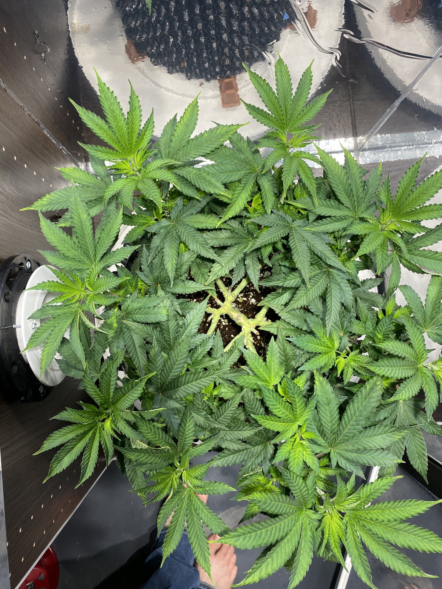 8 manifold   should i trim more foliage or let it grow  just flipped to flower day 2