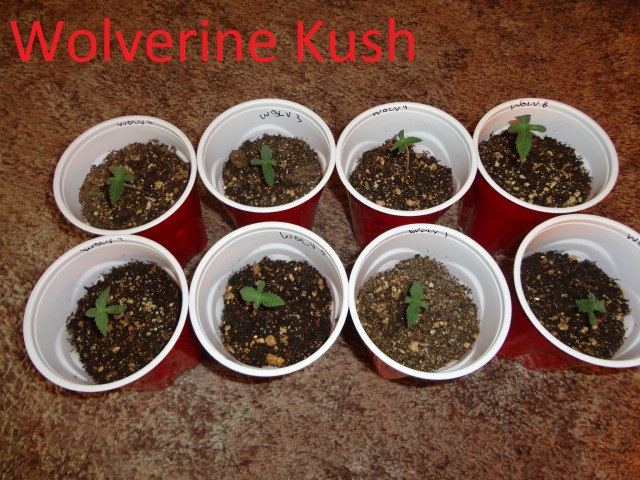 8 strain divine grow from seed 2