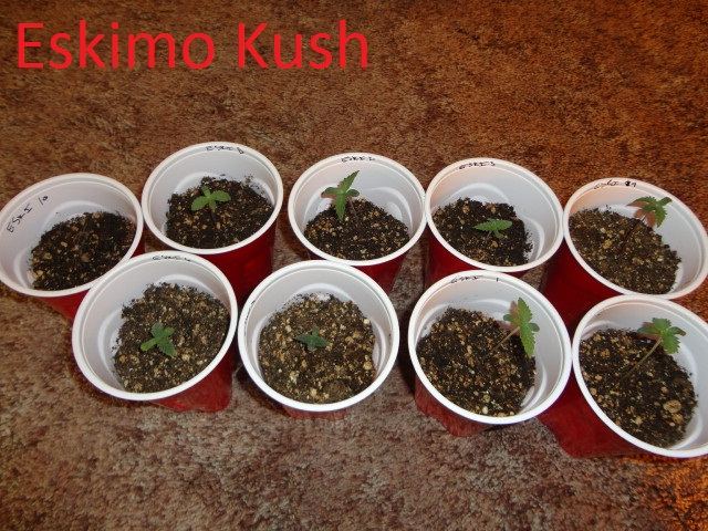 8 strain divine grow from seed 3